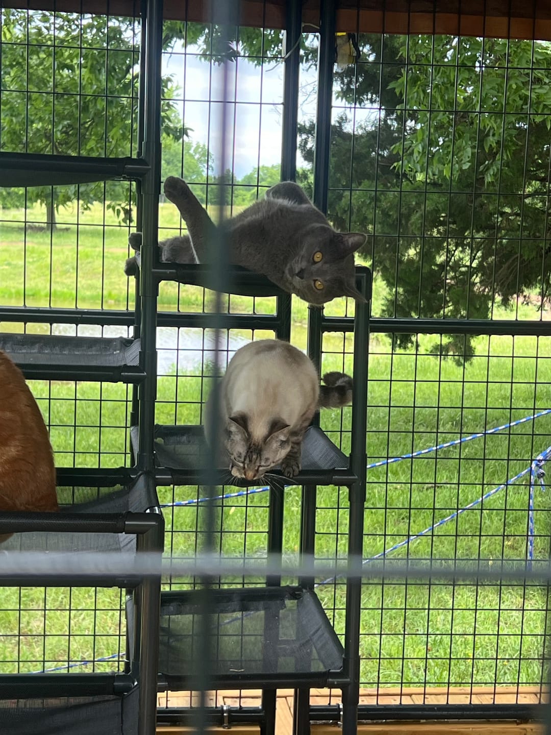 Customer photo review of Durable Cat Tower | Peak