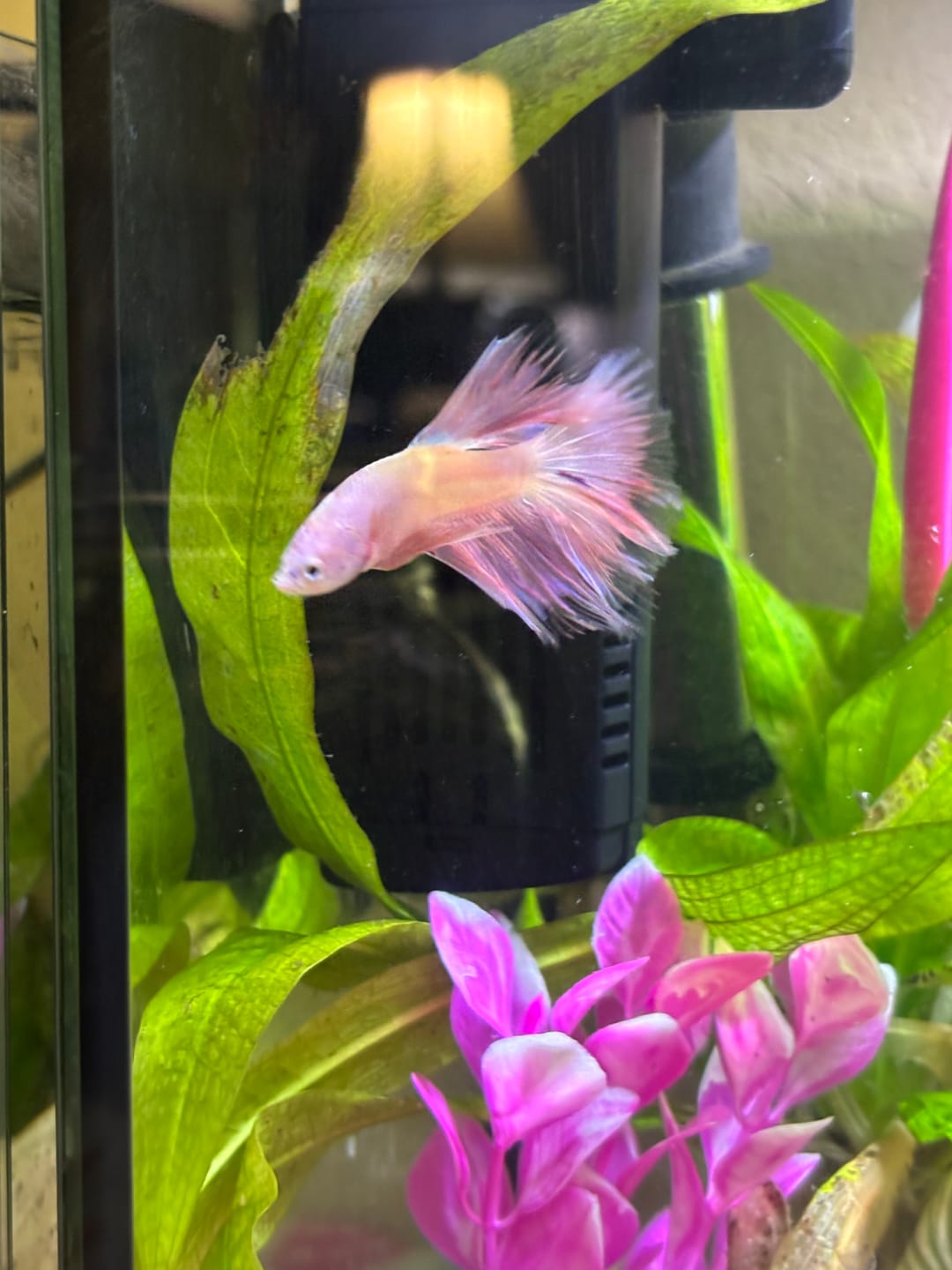 Customer photo review of Pink Sakura Halfmoon Male Betta Fish | Grower Pick