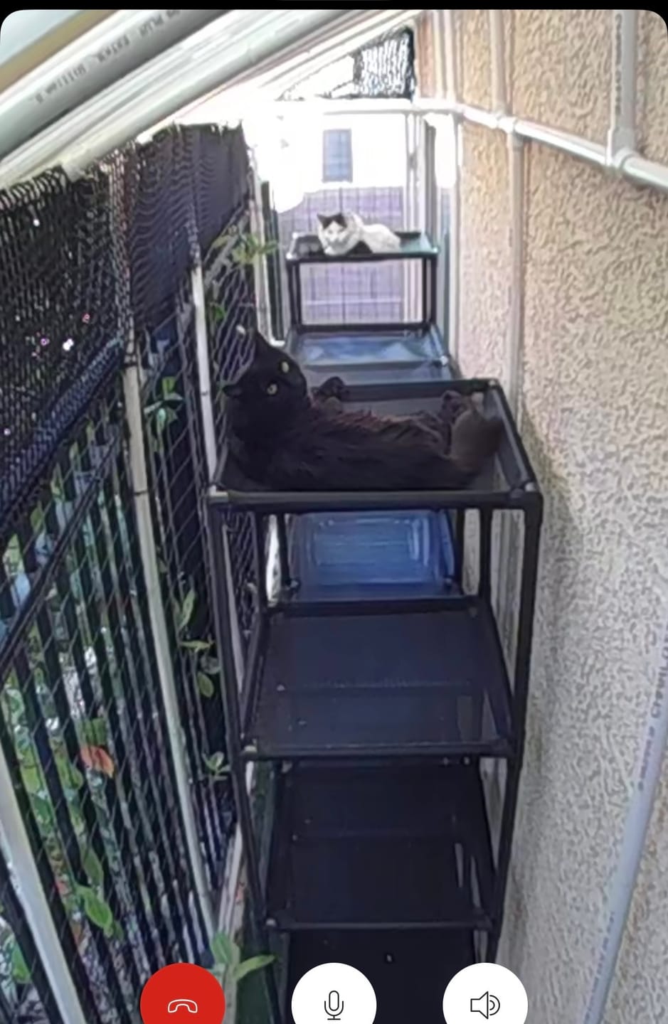 Customer photo review of Durable Cat Tower - Vista