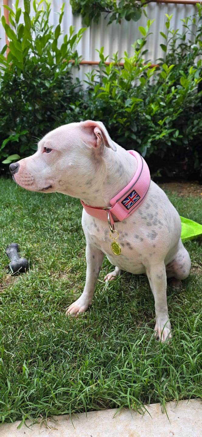 Customer photo review of Staffordshire Bull Terrier 1935® Martingale Collar - Baby Pink