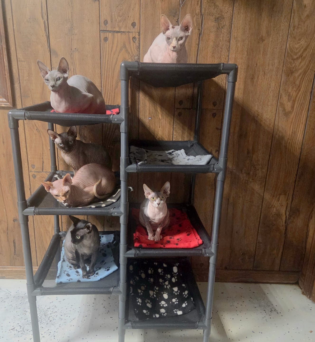 Customer photo review of Durable Cat Tower - Haven
