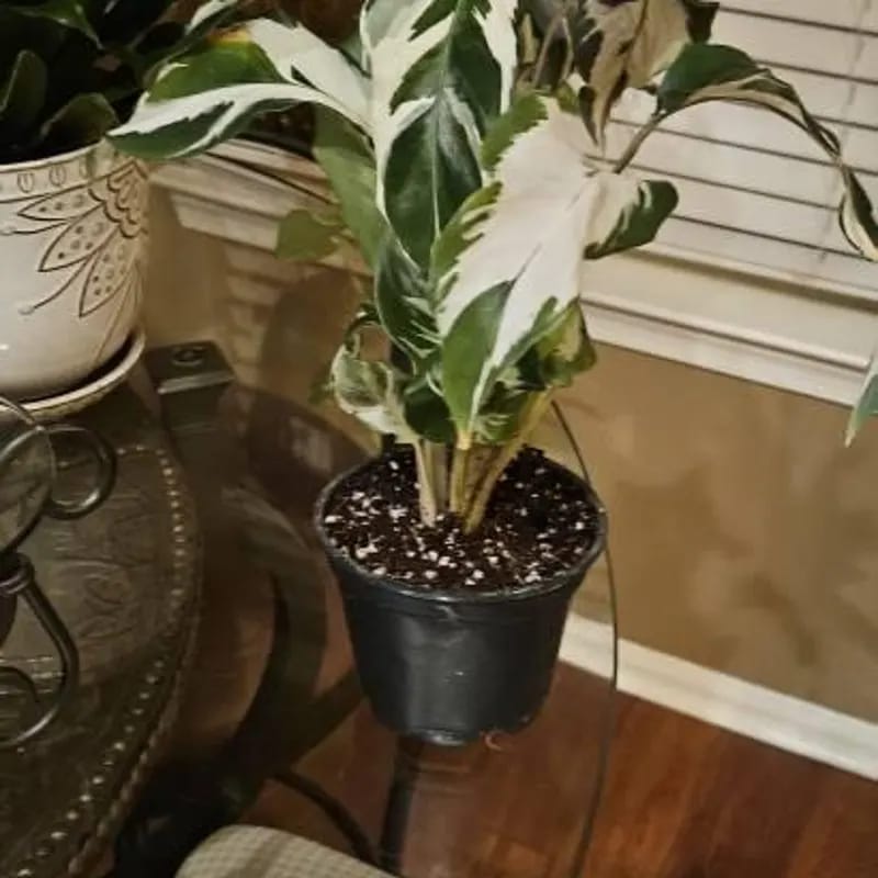 Customer photo review of Calathea Fusion White in a 4" Nursery Pot