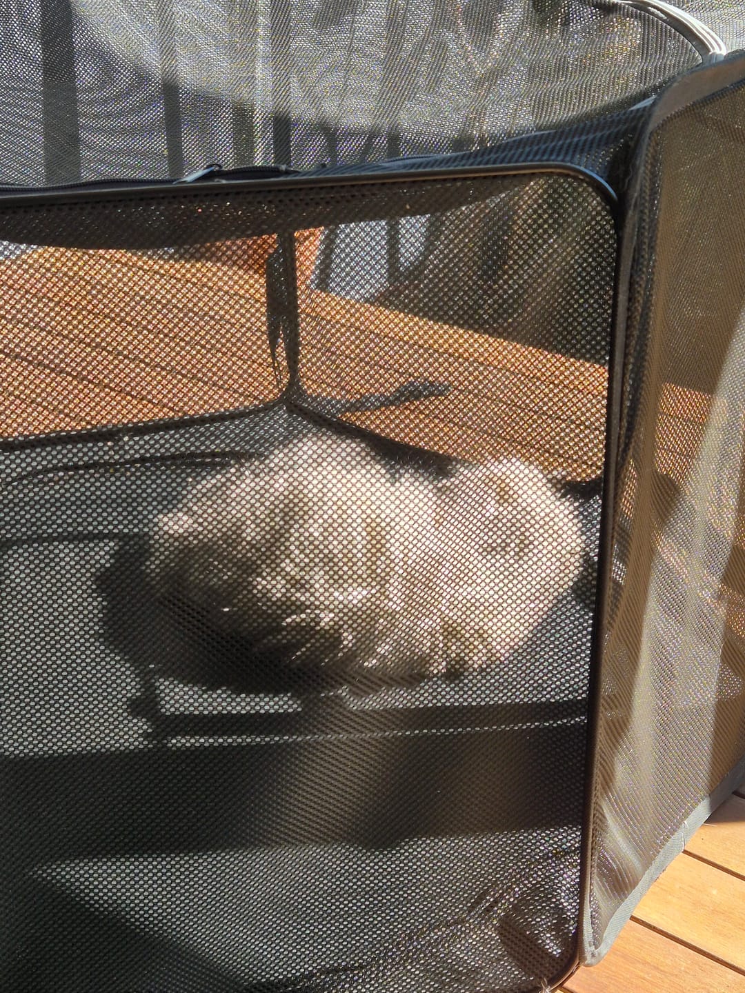 Customer photo review of Portable Pop Up Pet Pen