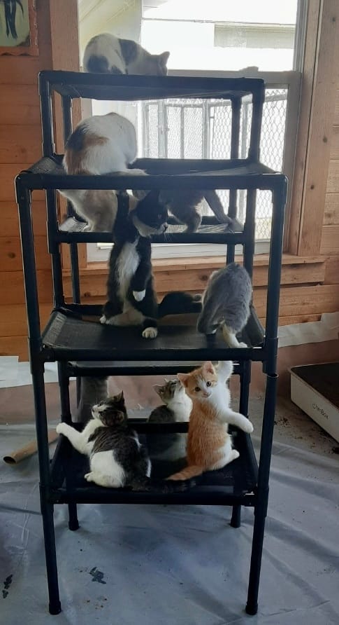 Customer photo review of Durable Cat Tower - Haven