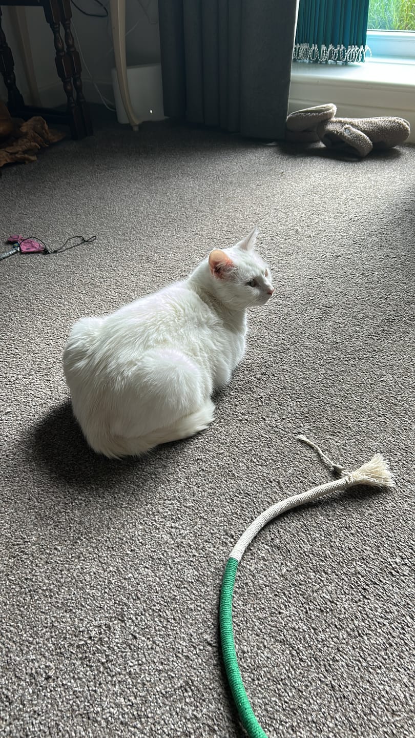 Customer photo review of Cat Duo Pack