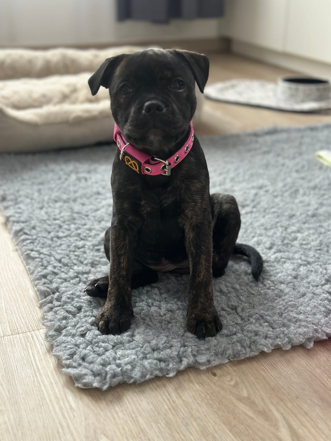 Customer photo review of Staffordshire Bull Terrier 1935® Puppy Collar & Leash Set - Fuchsia