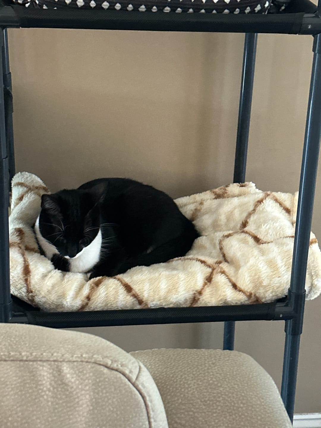 Customer photo review of Durable Cat Tower - Vista