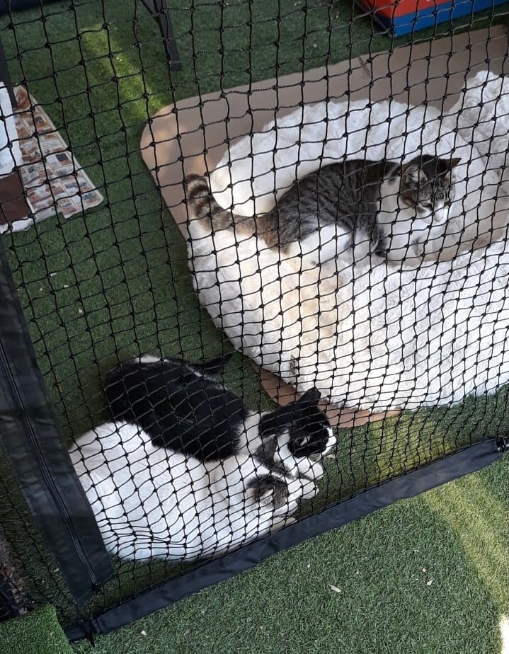 Customer photo review of Cat Enclosure | Large