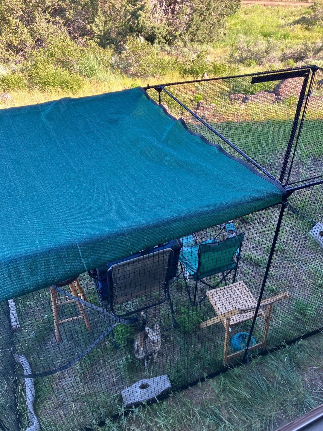 Customer photo review of Cat Enclosure | XL