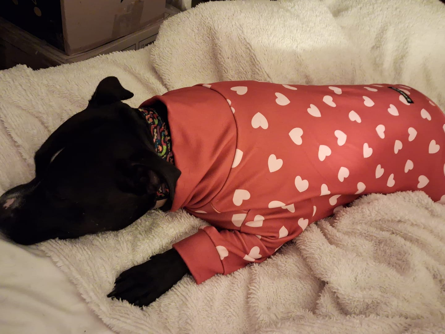 Customer photo review of Dog Pajama - Red Hearts