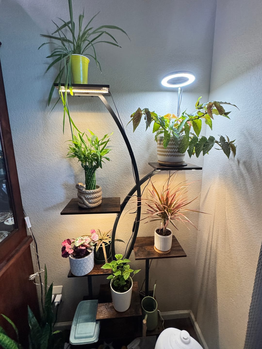 Customer photo review of Plant Care Kit for Indoor Plants