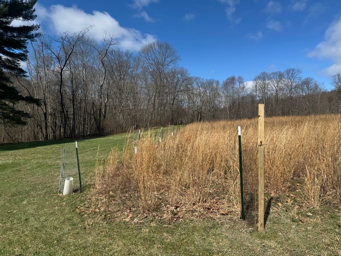 Customer photo review of American Persimmon