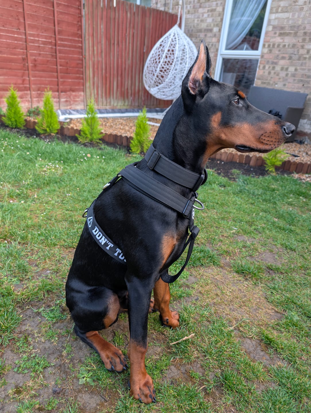Customer photo review of Anti-Pull TRI-Harness® | Training Dog Harness for All Breeds - Black