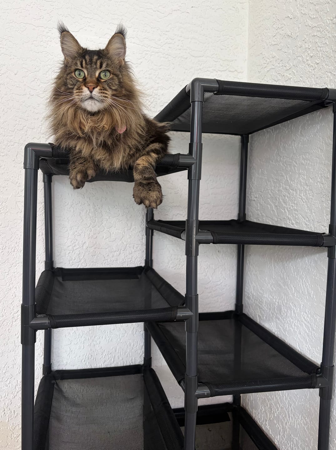 Customer photo review of Durable Cat Tower - Haven