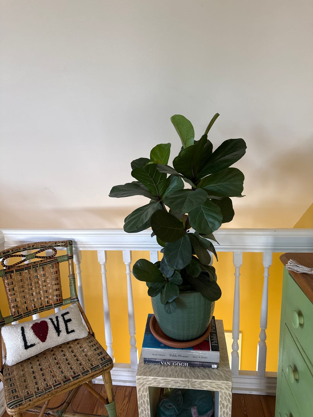 Customer photo review of Plant Food