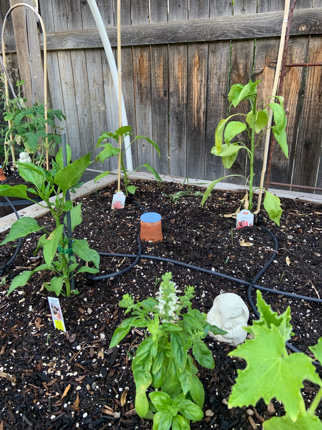 Customer photo review of Oya™ Watering Pot