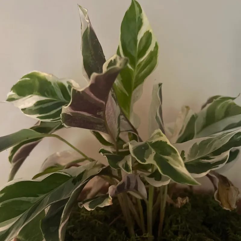 Customer photo review of Calathea Fusion White in a 4" Nursery Pot