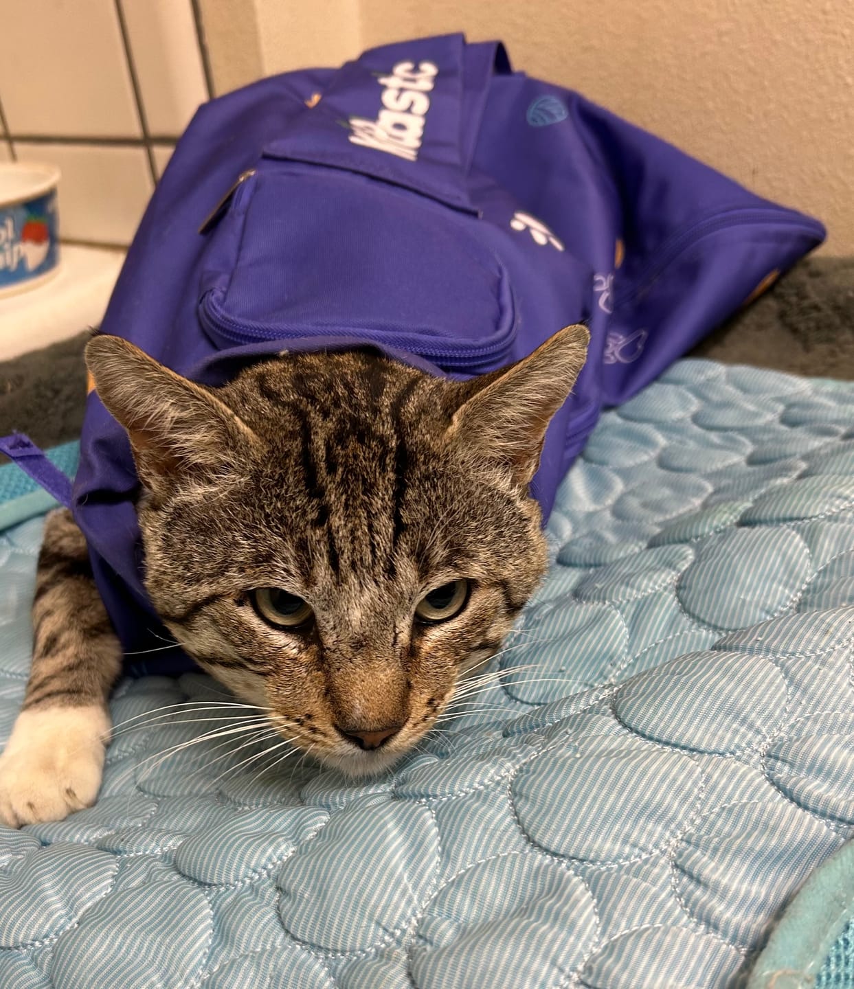 Customer photo review of Kitastic Cat Carrier