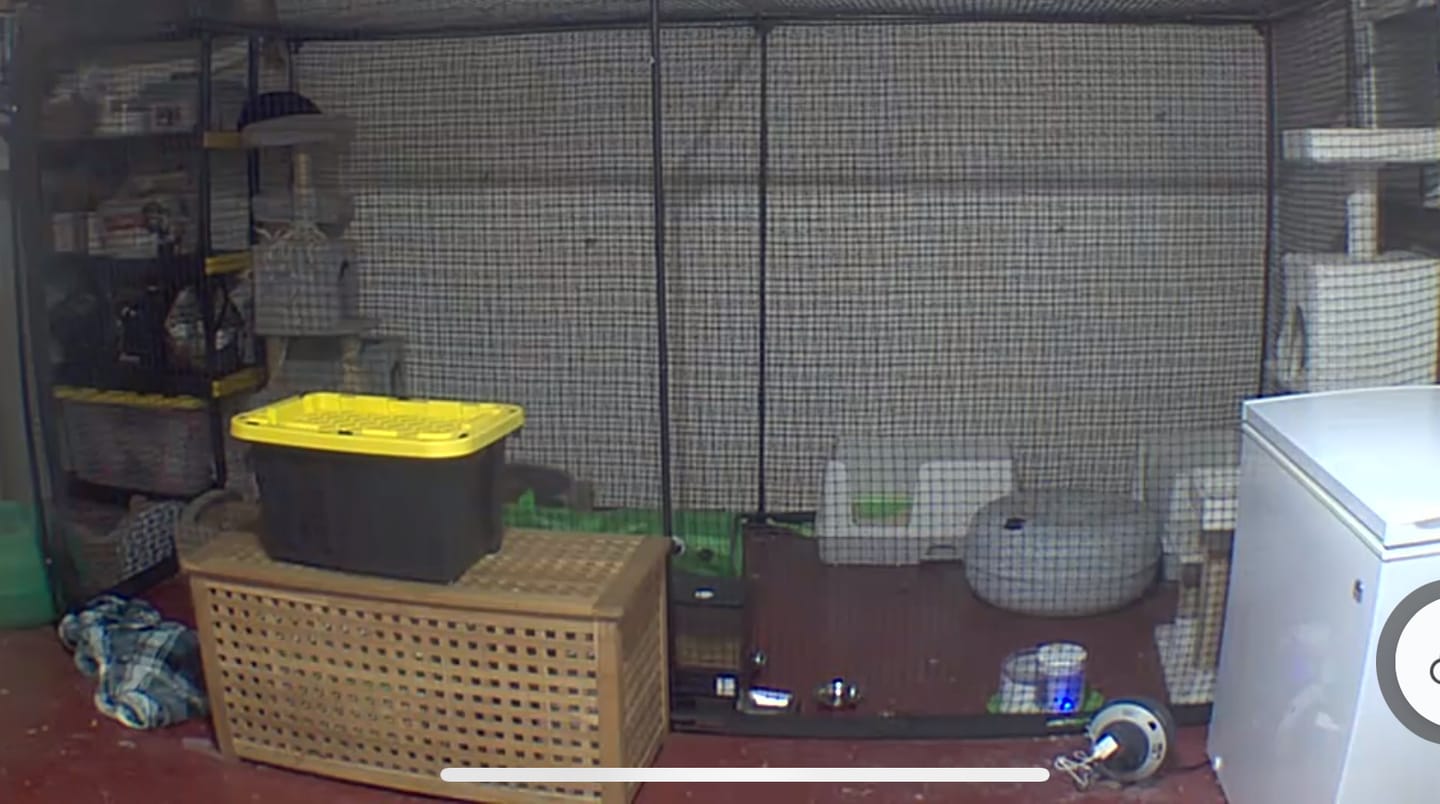 Customer photo review of Cat Enclosure | XL