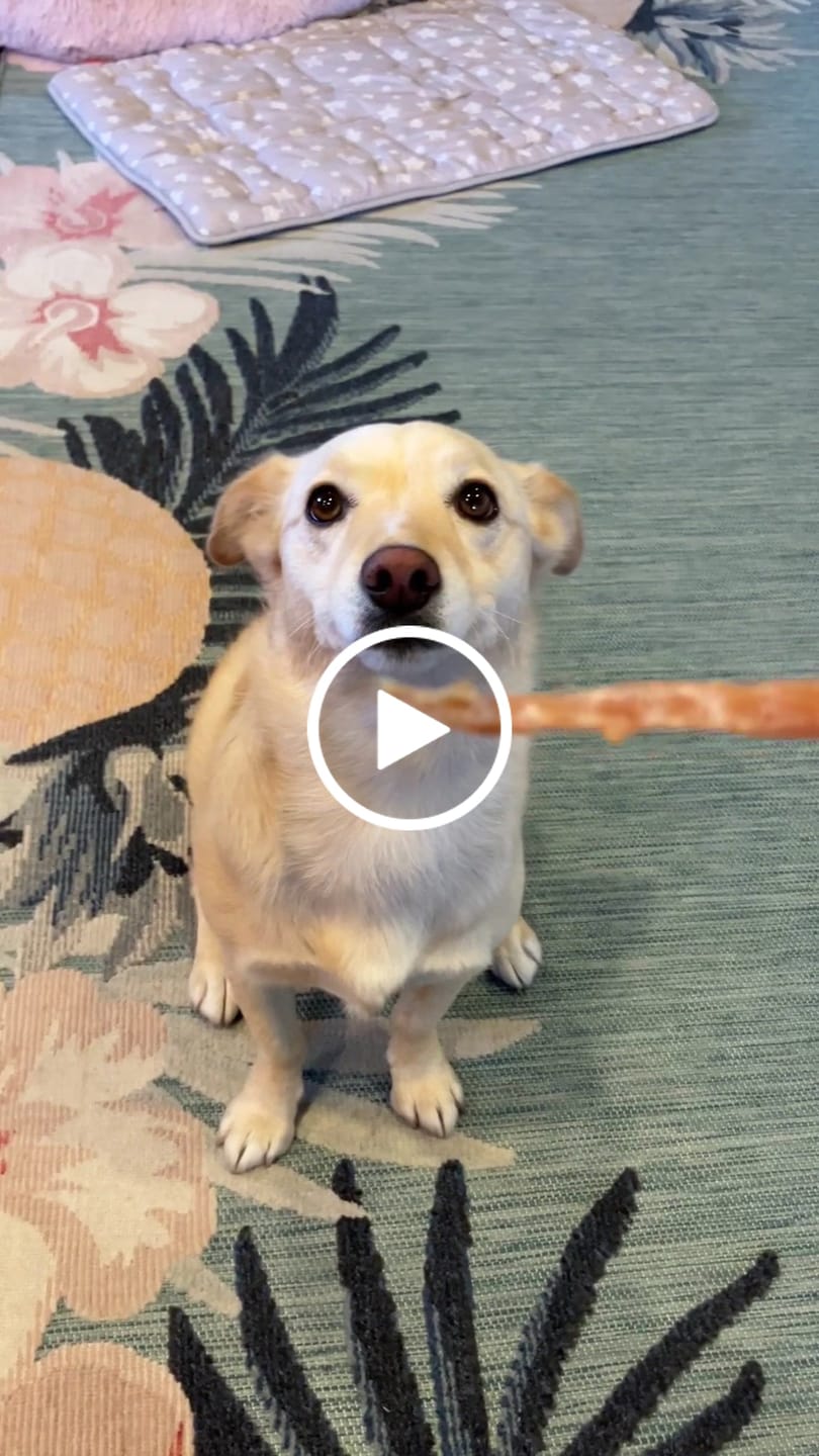 Customer video review of USA Turkey Tendons Delicious Grain-Free Reward Snack