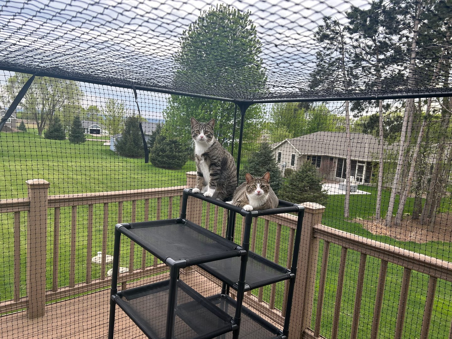 Customer photo review of Durable Cat Tower - Haven