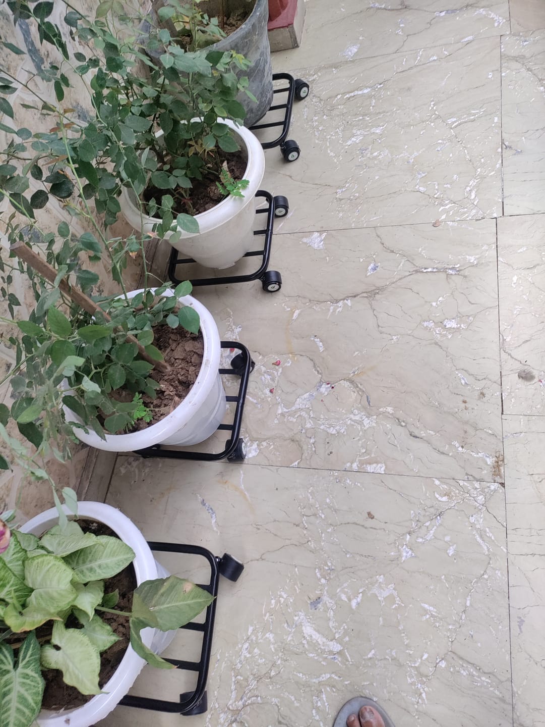 Customer photo review of TryGreen Daze Wheel Rolling Plant Stand for Planters