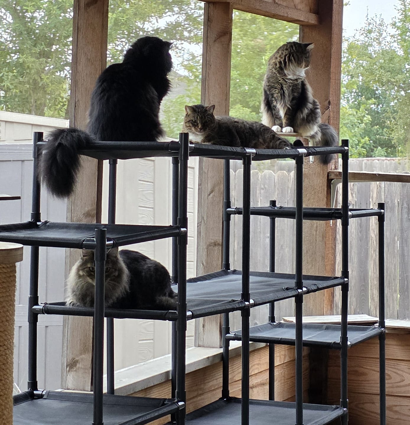 Customer photo review of Durable Cat Tower - Vista