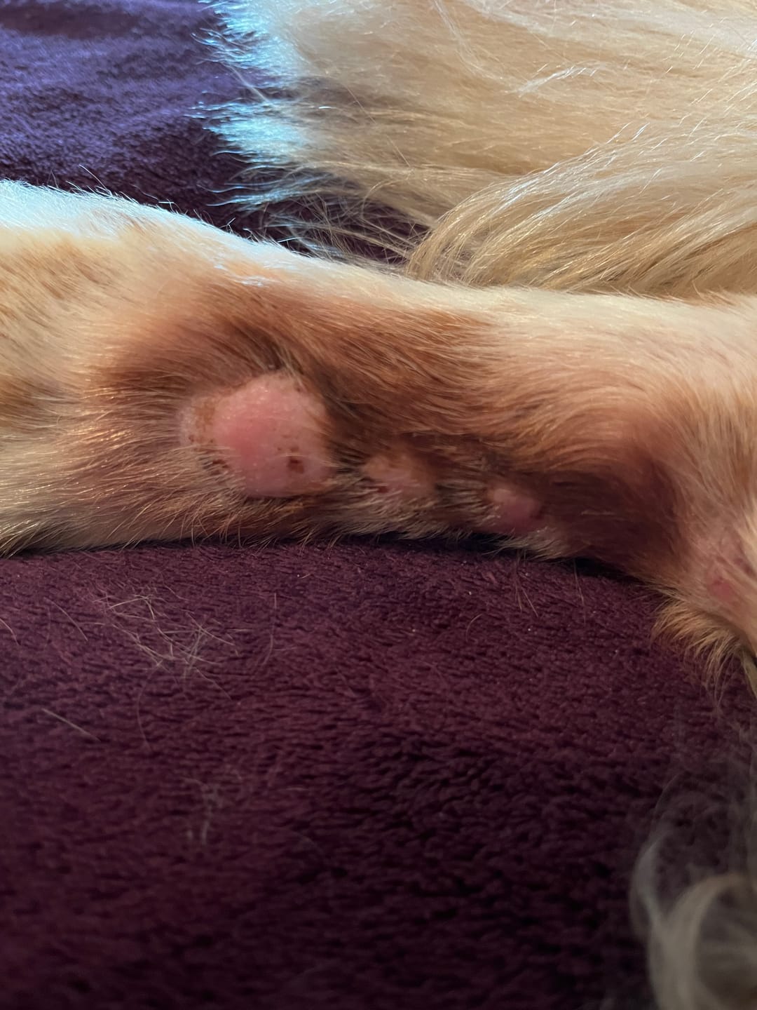 Customer photo review of Dog Gel