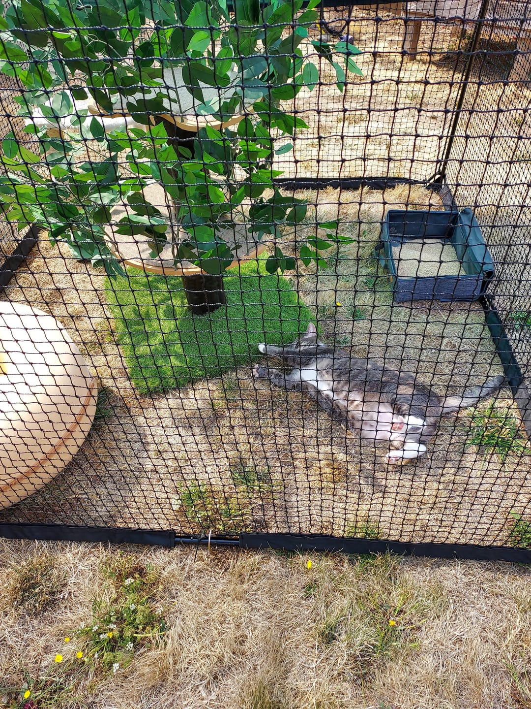 Customer photo review of Cat Enclosure | Large