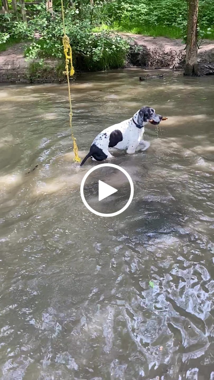 Customer video review of collagen for dogs