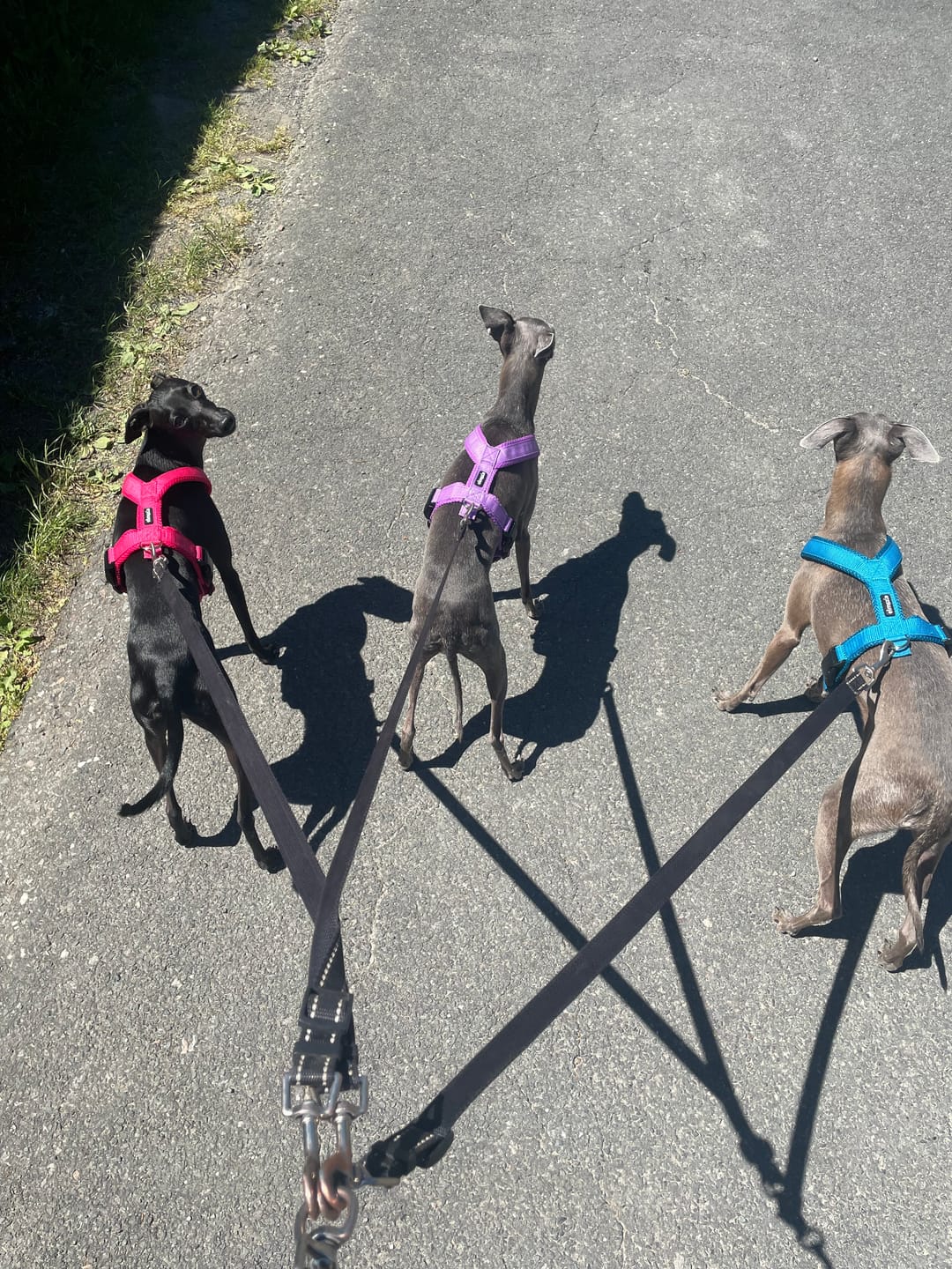 Customer photo review of Windhundgeschirr FUN Welpe/Windspiel "Lilac"