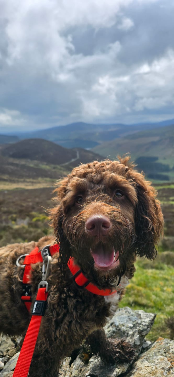 Customer photo review of City Leash Traffic Grip