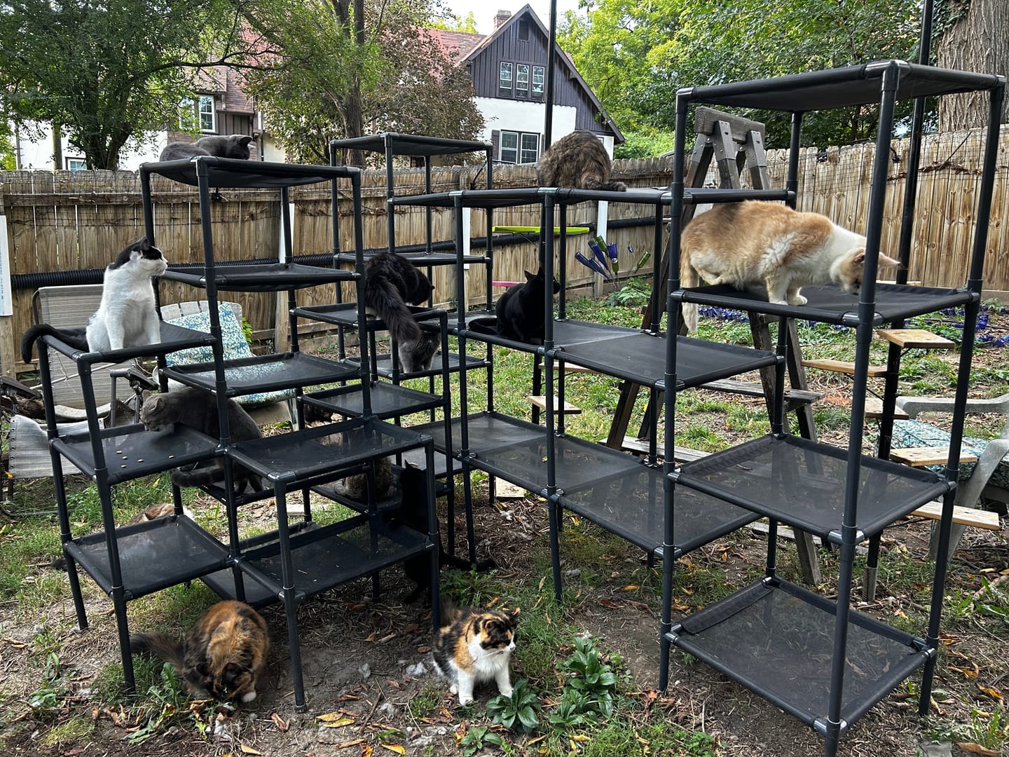 Customer photo review of Durable Cat Tower | Peak