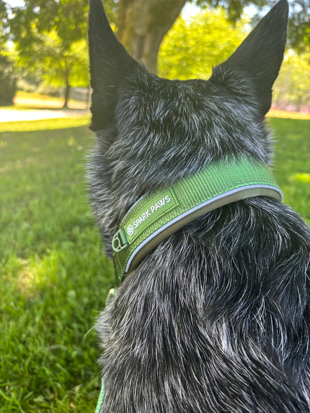 Customer photo review of Martingale Collar and Multipurpose Leash Sets