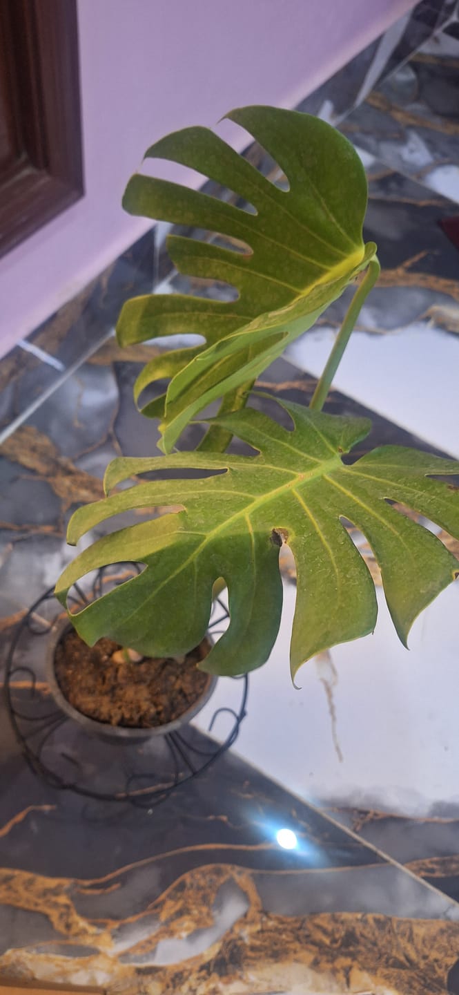 Customer photo review of Caladium Bulbs Mix (Thailand)