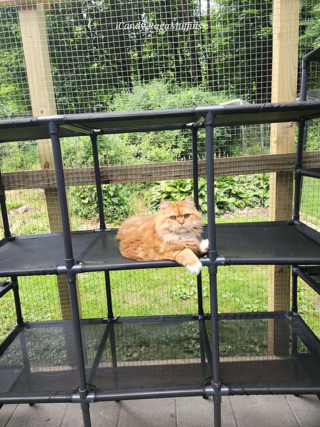 Customer photo review of Durable Cat Tower - Vista