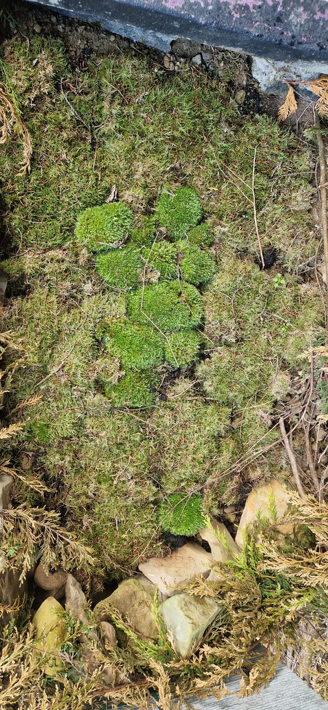 Customer photo review of Live Sheet Moss