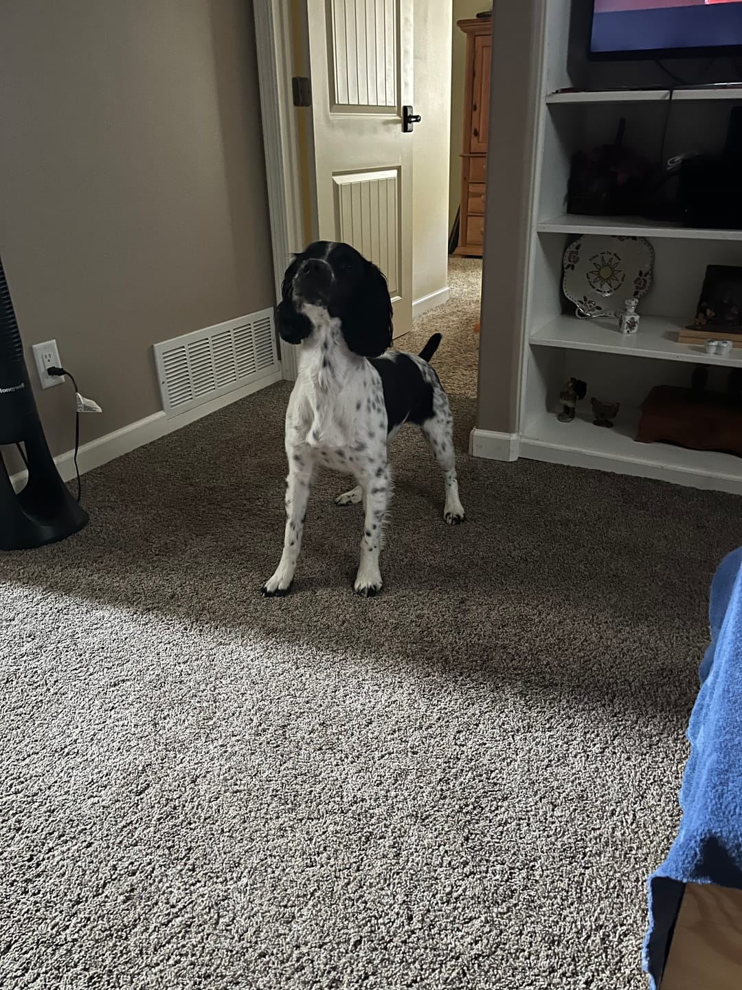 Customer photo review of Iron Paws Daily Human-Grade Superfood For Dogs