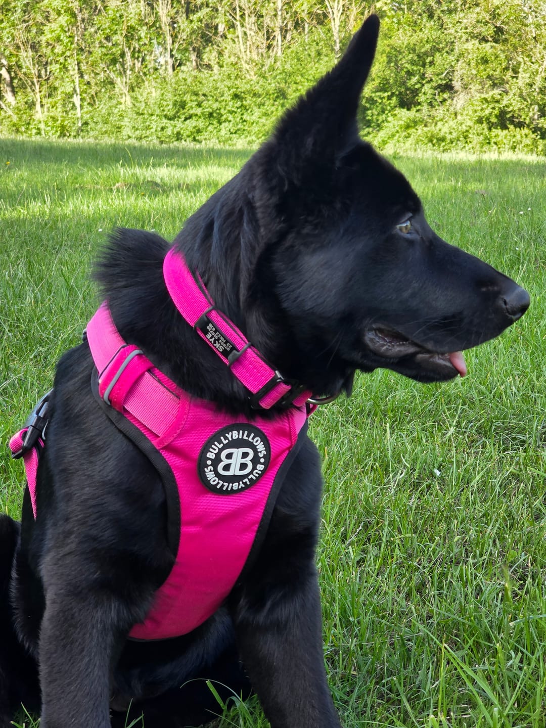 Customer photo review of 2.5cm Combat® Collar | With Handle & Secure Clip - Magenta