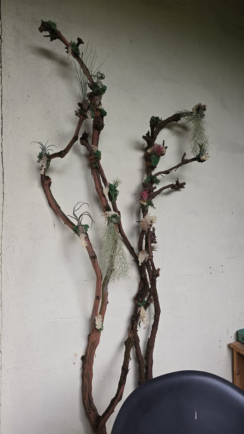 Customer photo review of Tillandsia usneoides - Lousianamoos