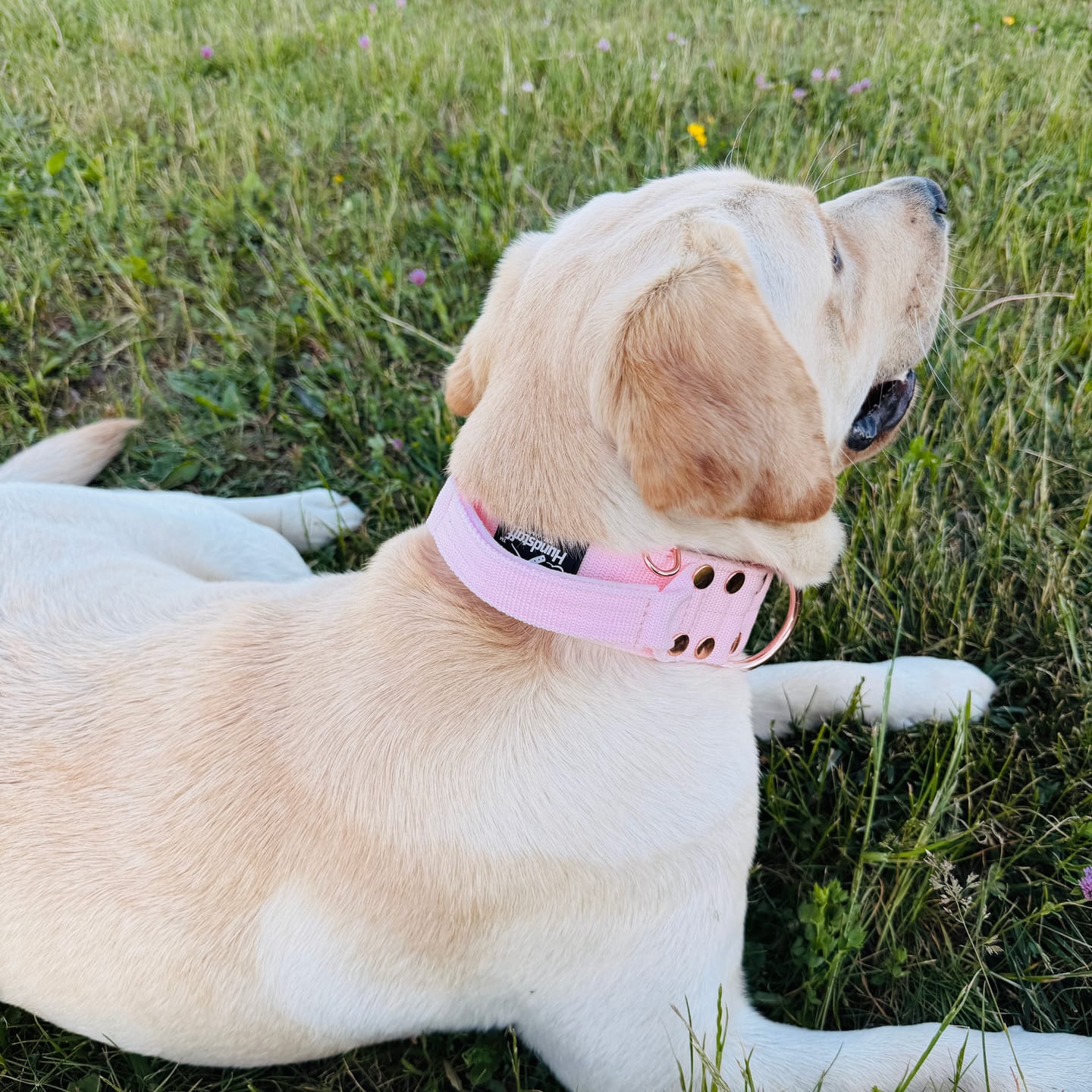 Customer photo review of Szeroka obroża z klamrą extreme - Extreme Rose Buckle Pastel Pink