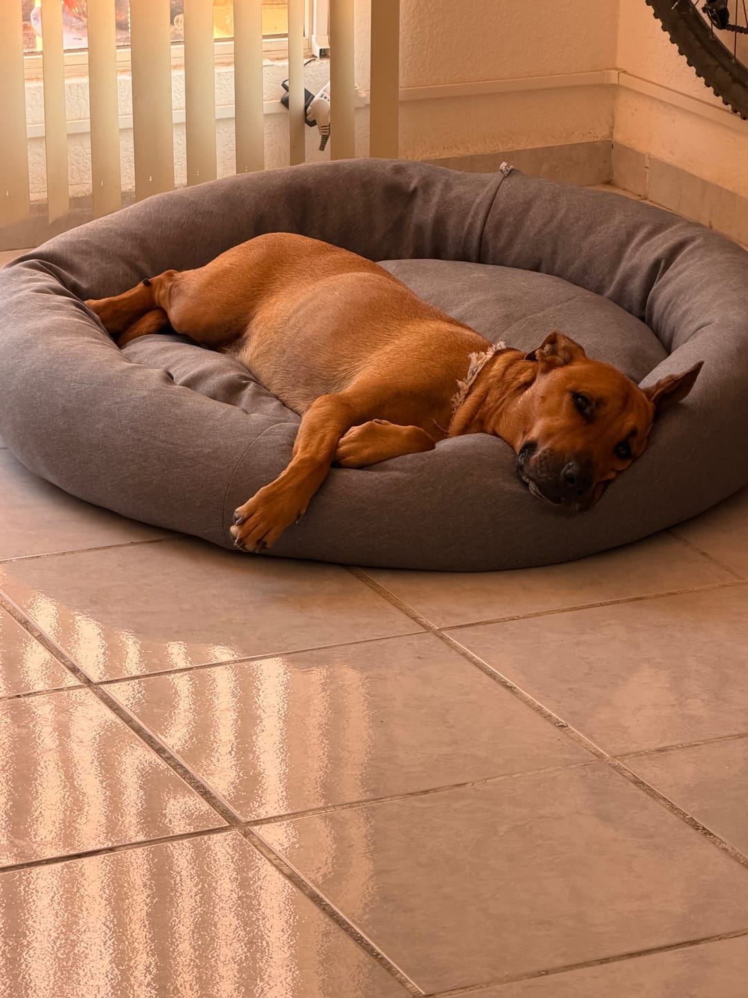 Customer photo review of Funda Lino para Cama Antiestrés para Perros