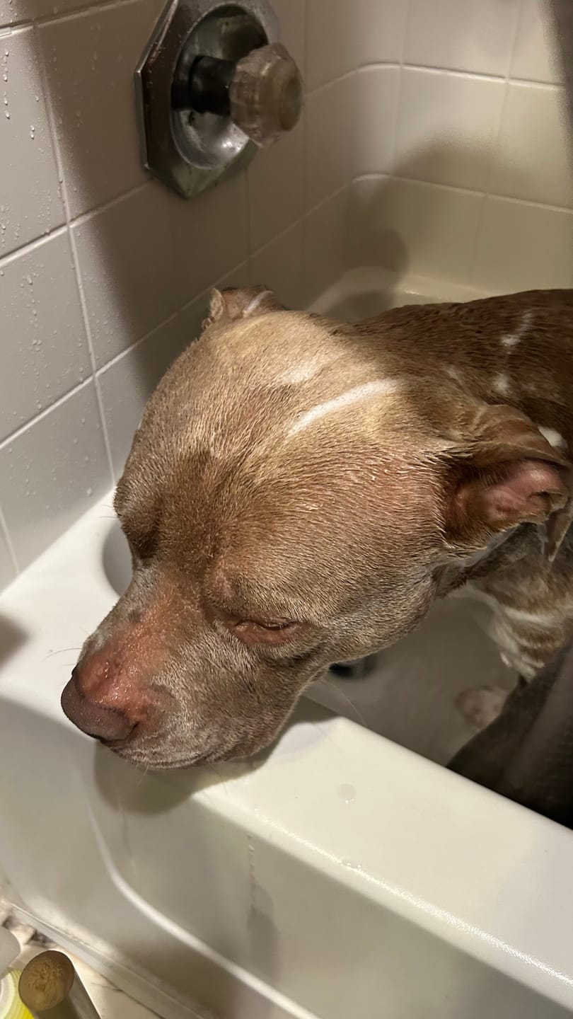 Customer photo review of Paw Licker Bundle