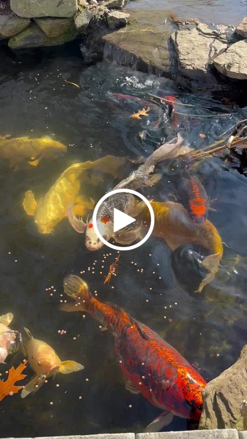 Customer video review of Koi Food - Staple Aisuru Koi™