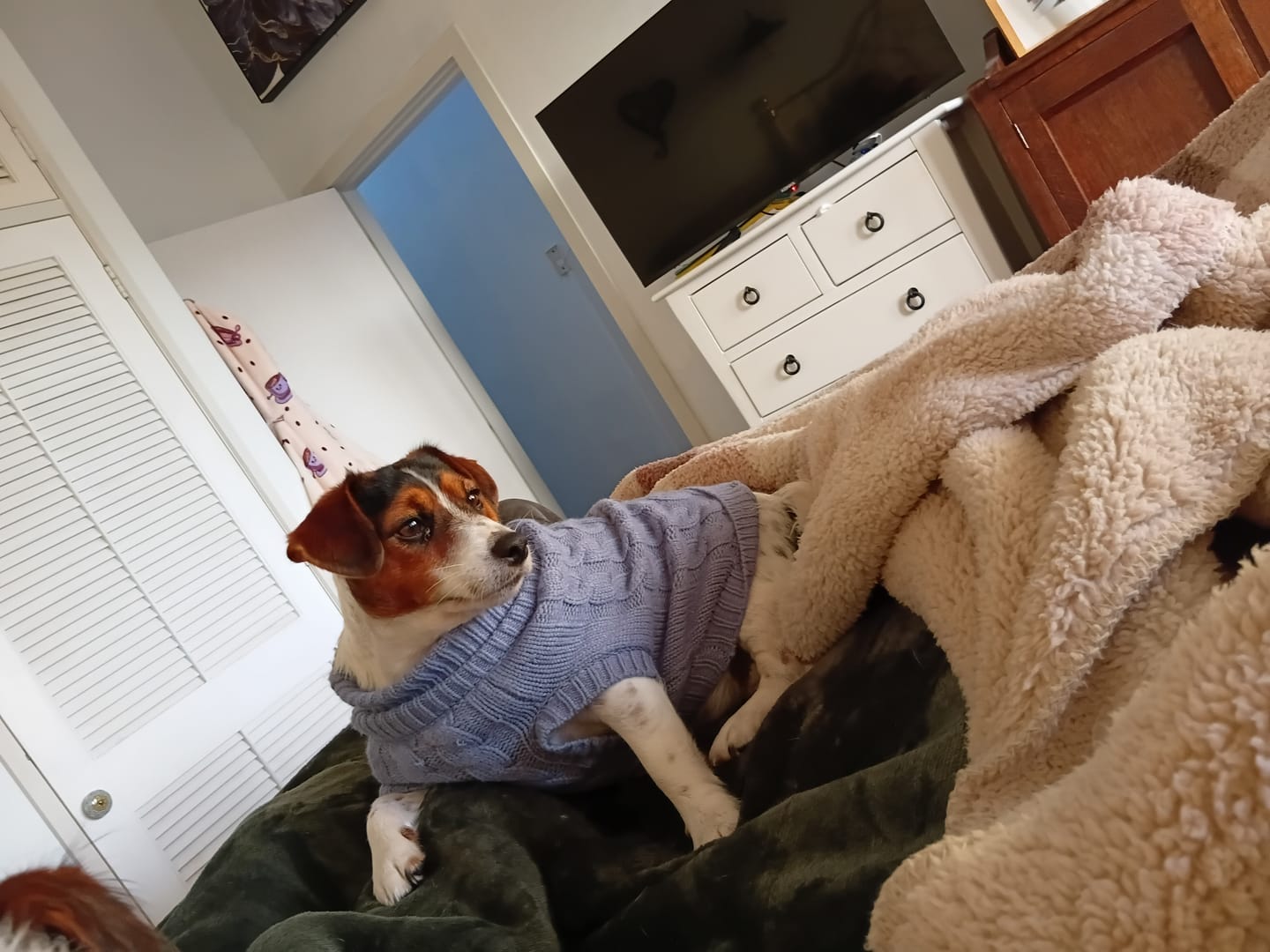 Customer photo review of Cable Knit Dog Sweater - Pine Green