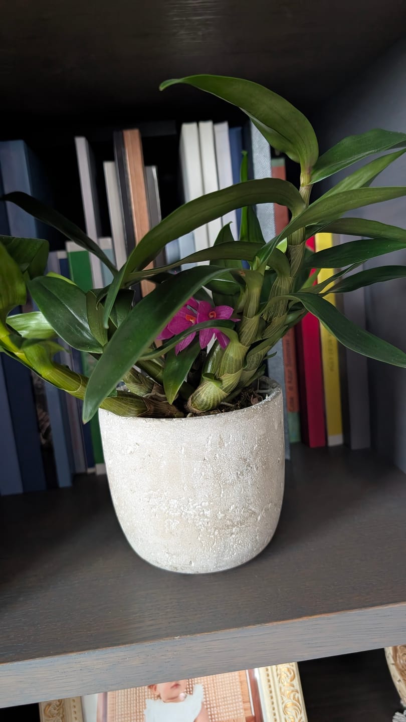 Customer photo review of Dendrobium Hibiki mit pinken Blüten