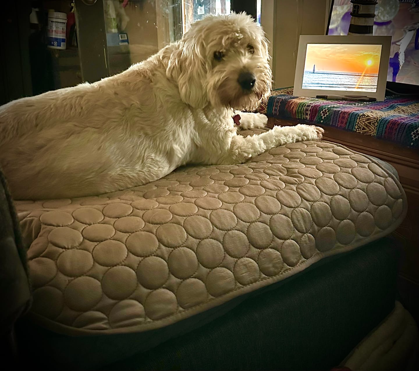 Customer photo review of Protect Your Dog From Overheating And Dangerous Heat Stress With IcyNap
