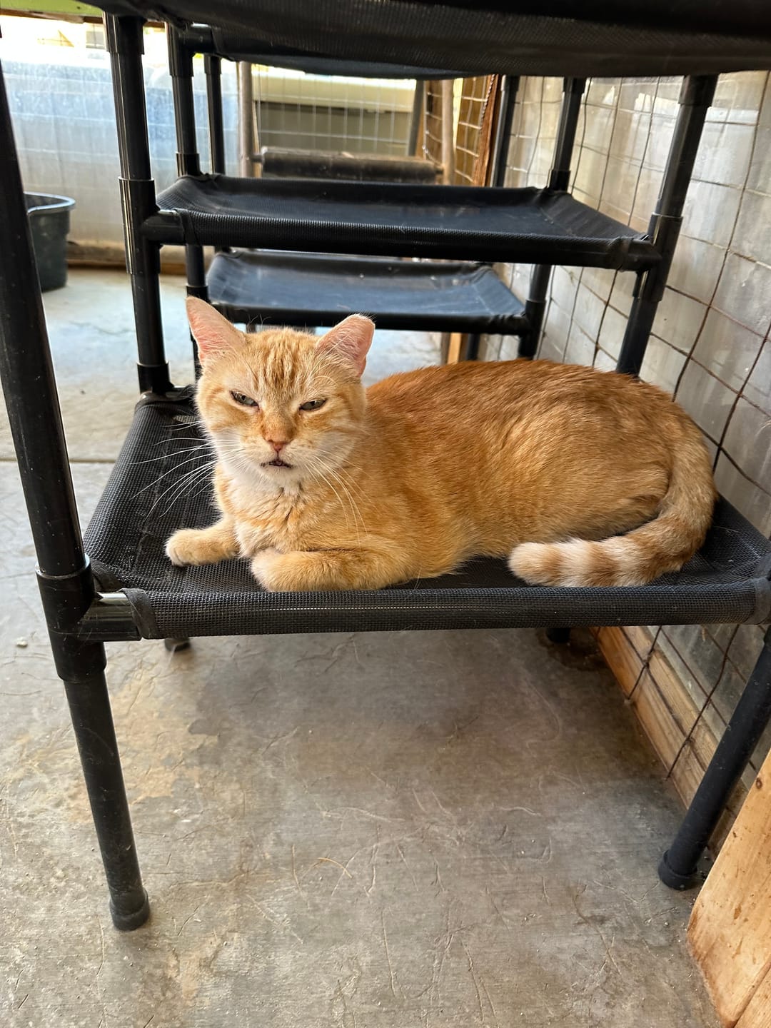Customer photo review of Durable Cat Tower - SkyRise