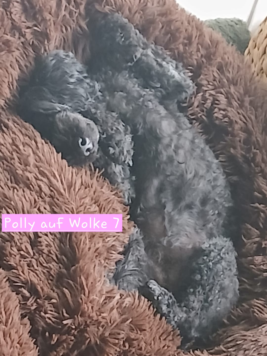 Customer photo review of Puppery Hundebett Wolke 7 - Das Original