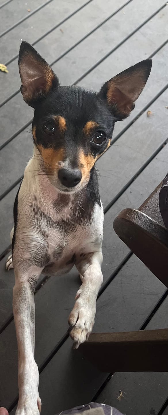 Customer photo review of Chicken Wingtips - Small Dog Treat